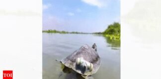 Red-Crowned Roofed Turtles, last seen in Ganga’s main channel 30 years ago, reintroduced in river | India News