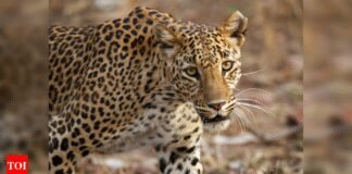 Kaziranga cheers as 2 tiger cubs are sighted | India News