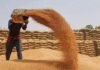 Govt wheat procurement so far this year 11% more than entire 2024 purchase | India News