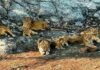 India’s lion population rises by a third | India News