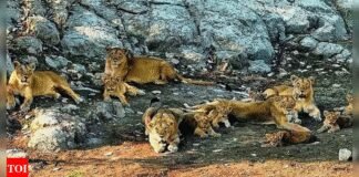 India’s lion population rises by a third | India News