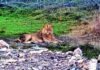 Pride of Gujarat breaks new ground, 891 wild lions call state home | India News