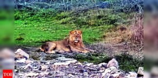 Pride of Gujarat breaks new ground, 891 wild lions call state home | India News