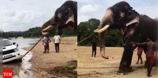 Watch: Kerala elephant rescues stuck SUV from riverbed, video goes viral | India News