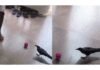 Watch: Goa crow shows off football skills, internet wants to sign him up | India News
