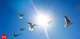 Ahmedabad ranks third in bird strikes, 319 incidents recorded in five years; animal rights group flags alarming spike post-deadly crash | India News