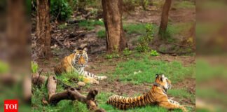 Reign of fearless Arrowhead ends in Ranthambore | India News