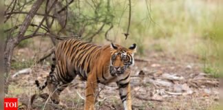 Maneater tiger ‘Bajirao’ rescued from MP forest | India News