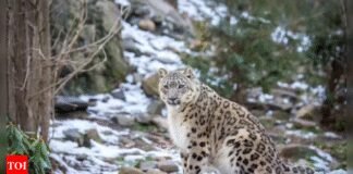 Scientists use clever trick to count ghosts of the mountains | India News