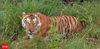 Wildlife Institute of India moves to stall pay of those who skipped yoga event, later backs off | India News