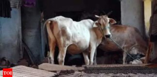 Punjab police recuses Uttarakhand youth forced to work at cowshed at BJP MP’s intervention | India News