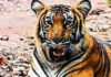 5 tigers die in Karnataka’s wildlife sanctuary, poisoning suspected | India News