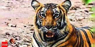 5 tigers die in Karnataka’s wildlife sanctuary, poisoning suspected | India News