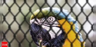 Iguana, black fox, raccoon: Passenger caught smuggling 45 animals at Mumbai airport; several suffocated in transit | India News