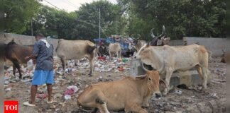 ‘Disneyland in Haryana?’ Ex-Jet Airways CEO reacts to garbage laden streets of Gurugram, shares pictures | India News