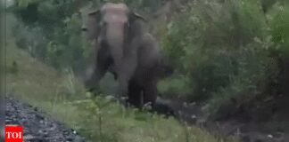 Goods train halts for 2 hours in Jharkhand as elephant gives birth | India News