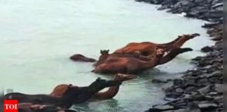 33 rare Kharai camels caught in sea tide rescued off Gujarat coast | India News