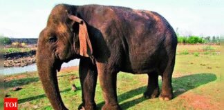 Panna’s grand ‘Dadi’ who endured everything but time | India News