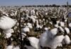 HTBt cotton gets positive report, one step away from commercial cultivation | India News