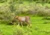 Glimpses from Kuno! Video shows Cheetahs Agni and Vayu after hunting; cubs resting | India News