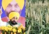 Punjab government rolls out Land Pooling policy; promises farmer welfare and higher compensation | India News