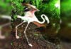 After leg amputated due to injury, flamingo may fly with prosthesis | India News