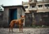 Stray dogs and public safety: A humane reform rooted in progress | India News