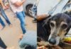 ‘Uno reverse’: Man beats elderly dog with stick, gets thrashed by locals in Navi Mumbai; video | India News