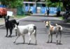 ‘Situation grim’: SC directs Delhi govt, MCD to start picking up stray dogs; create helpline | India News