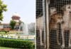 ‘Vocal minority vs silent majority’: Larger SC bench hears stray dogs case; stay on order sought | India News