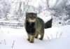 Survey captures first photo of Pallas’s cat in Arunachal | India News