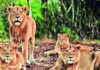 307 lions dead in 2 years, just 16% due to natural causes | India News