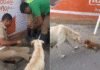 Paws and applause! Dog patiently watches as Tamil Nadu police rescues its puppy from roadside pit; video wins internet | India News