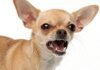 Angry with dog barking at her, caretaker kills chihuahua | India News