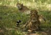 1 of 2 cubs released in Kuno on Cheetah Day is dead | India News