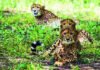 1 of 2 cubs released in Kuno on International Cheetah Day is dead | India News