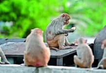 No plan for monkey sterilisation, says J&K govt amid outrage over massive crop damage | India News