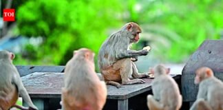 No plan for monkey sterilisation, says J&K govt amid outrage over massive crop damage | India News