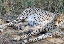 3 more cheetah cubs born in Kuno | India News