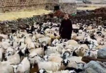 Ladakh plans to make Changthang pashmina products global brands | India News