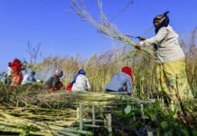 Grains for all: UP boosts food security with tech, nutrition and robust procurement systems | India News