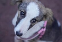 Nearly 100 stray dogs poisoned to death in Telangana village | India News