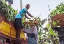 Banana export from Maha hit amid conflict | India News