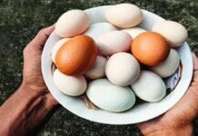 From April 1, UP egg producers must stamp expiry date | India News