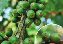 How India’s waking up to coffees that can beat climate change | India News