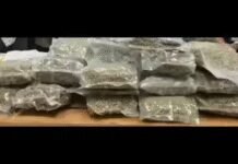 Delivery agent held at airport with hydroponic weed of Rs 8.5cr | India News