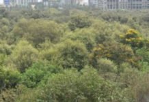 Can cut 46k mangroves for Mumbai project: SC | India News