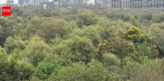 Can cut 46k mangroves for Mumbai project: SC | India News