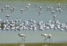 Flamingo habitats face decline as wetlands turn toxic in Navi Mumbai | India News