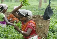 Assam tribe’s herbal remedies reveal 39 medicinal plants with healing potential: Study | India News